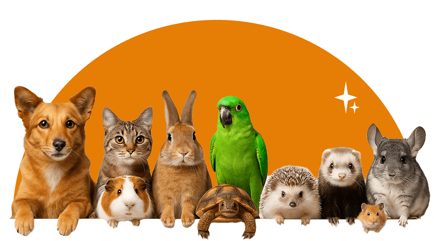 Friendly pets at our clinic